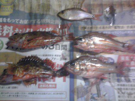 テトラでガシラ釣り